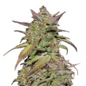 Fast Buds - Smoothie Automatic (3seeds/pack)