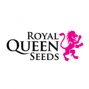 Royal Queen Seeds Stress Killer Automatic CBD semi di cannabis (confezione 3 semi)