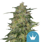 Royal Queen Seeds Royal Highness CBD semi di cannabis (confezione 3 semi)