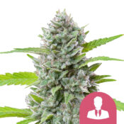Royal Queen Seeds El Patron semi di cannabis femminizzati (confezione 5 semi)