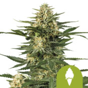 Royal Queen Seeds Green Gelato Auto semi di cannabis autofiorenti (confezione 3 semi)