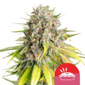 Royal Queen Seeds Punch Pie semi di cannabis autofiorenti (confezione 5 semi)